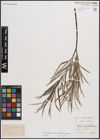 Foto von Salix elaeagnos subsp. angustifolia (Cariot & St-Lag.) Rech. f.